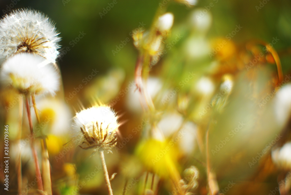 field of wild white dandelions in a field of beautiful grass on a green blurred summer bokeh background in the sun field of wild white dandelions in a field of beautiful grass on a green blurred summer bokeh background in the sun