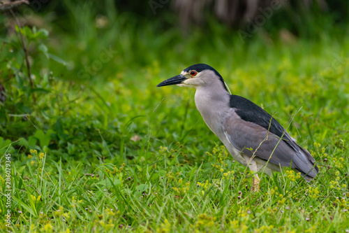 Black crowned night heron standing in the tall grass 
