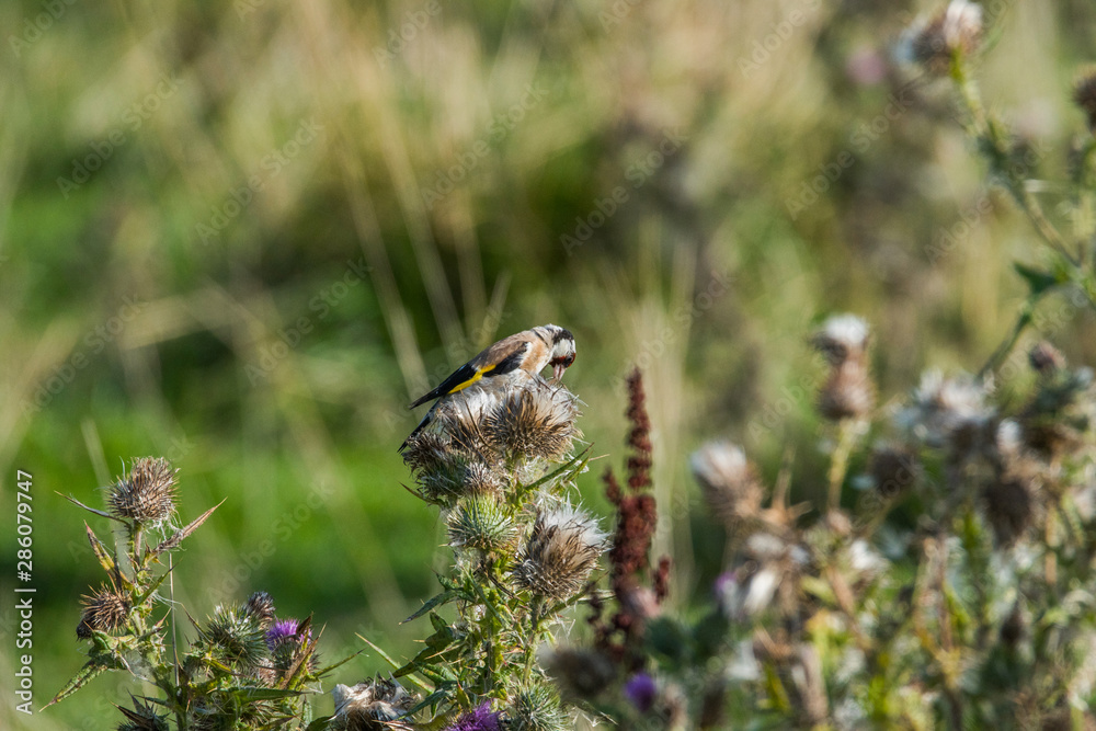 Goldfinch on a Cirsium at bird sanctionary Hjälstaviken west of Stockholm Goldfinch on a Cirsium at bird sanctionary Hjälstaviken west of Stockholm