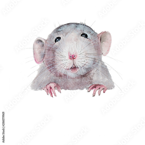 Cute rat face on white background with space place for text. Isolated watercolor illustration. Chinese year of the rat.