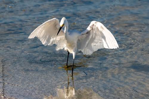 Shore birds in Florida - Snowy Egret