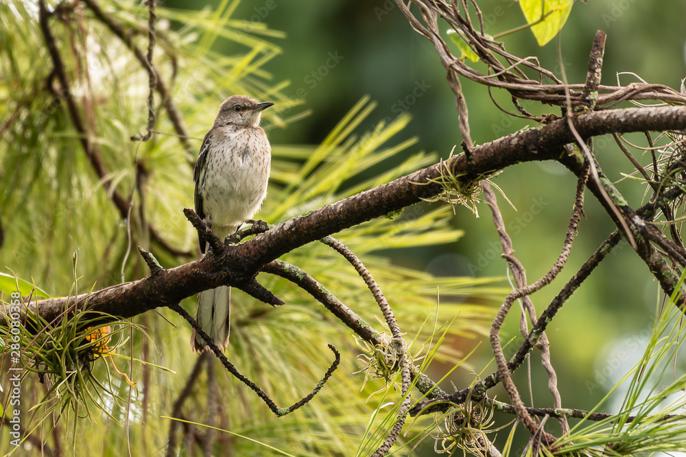 Northern mockingbird sitting on a branch of a pine tree - Florida Northern mockingbird sitting on a branch of a pine tree - Florida