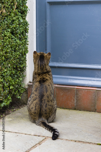 Cat sitting on doorstep