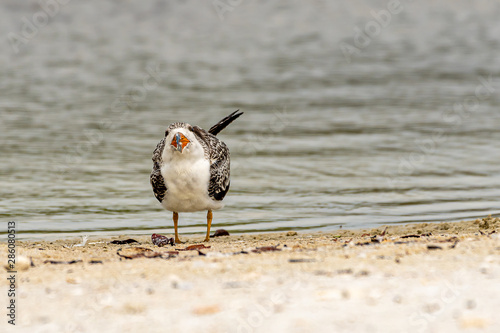 A young black skimmer on the beach in Florida