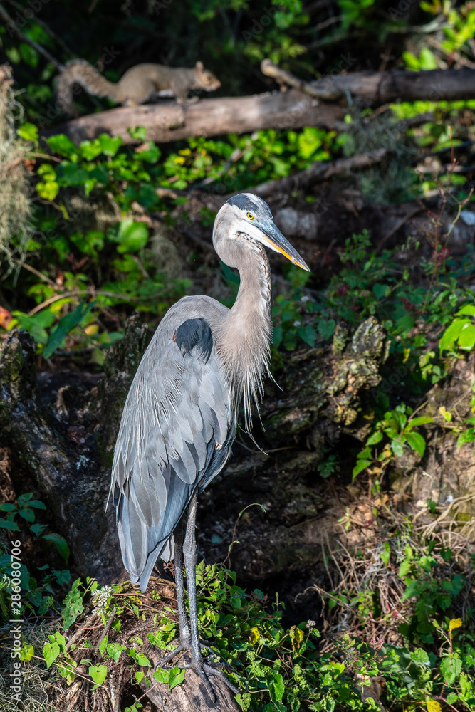 Fototapeta premium Great blue heron in Florida