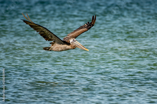 Brown pelican flying over the Gulf of Mexico - Florida