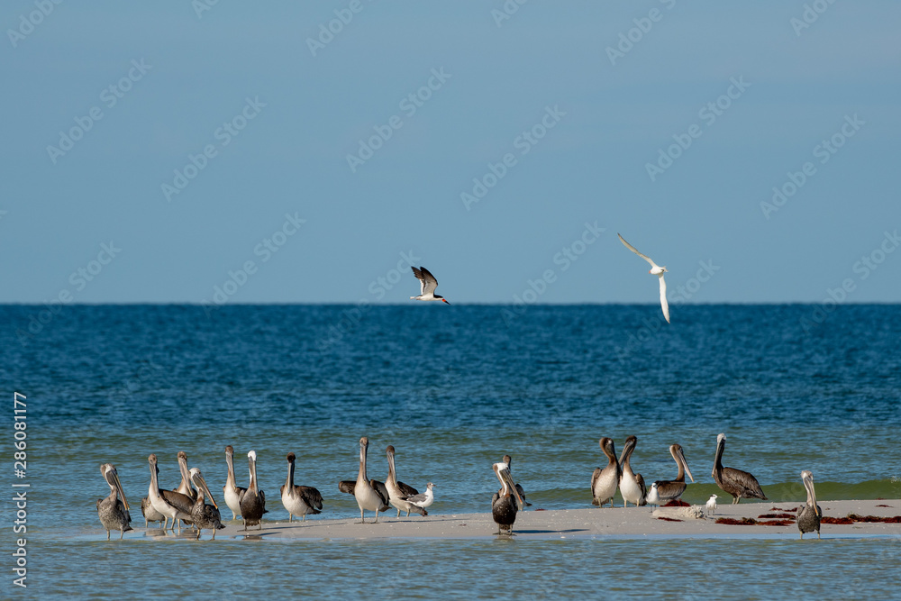 Flock of brown pelicans on an island in Florida Flock of brown pelicans on an island in Florida