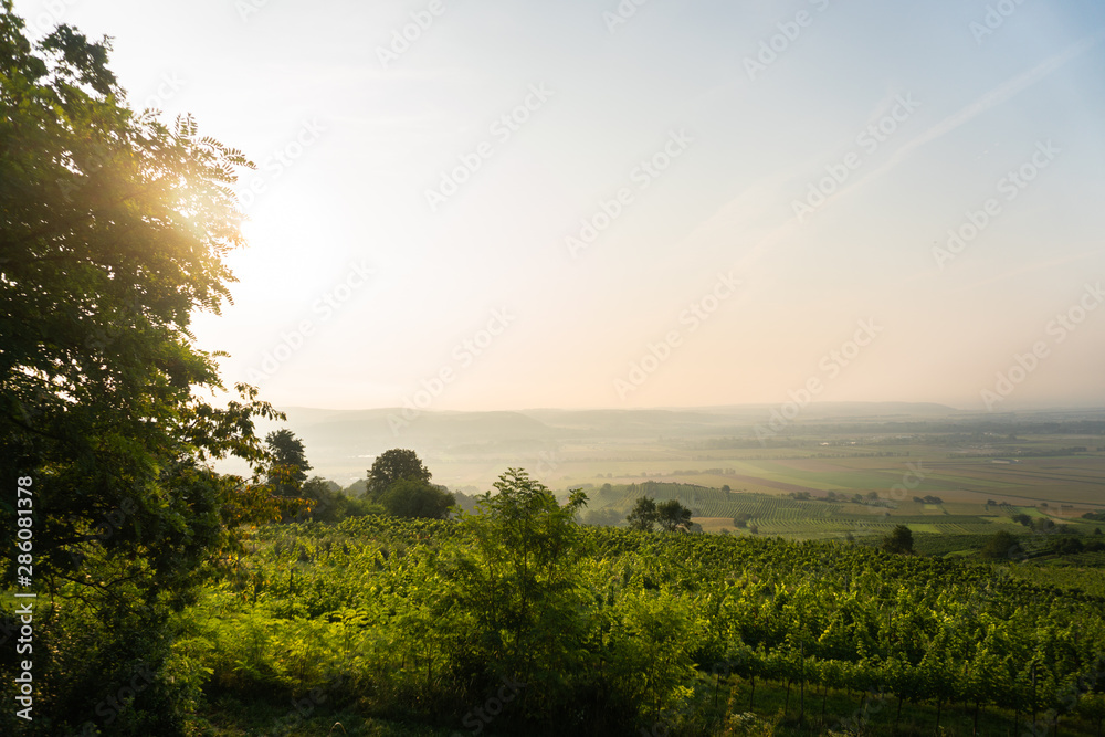 Beautiful Sunrise Landscape, Wine Area in the Foreground, Small Town in the Background, Grapes