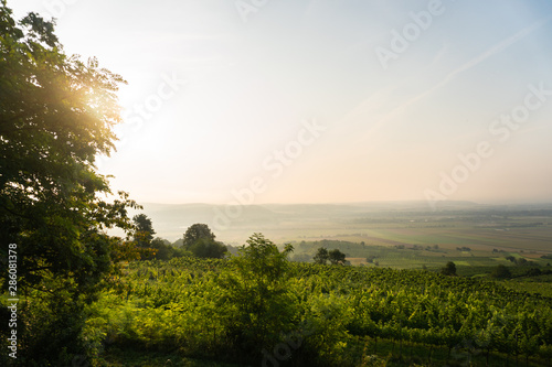 Beautiful Sunrise Landscape  Wine Area in the Foreground  Small Town in the Background  Grapes