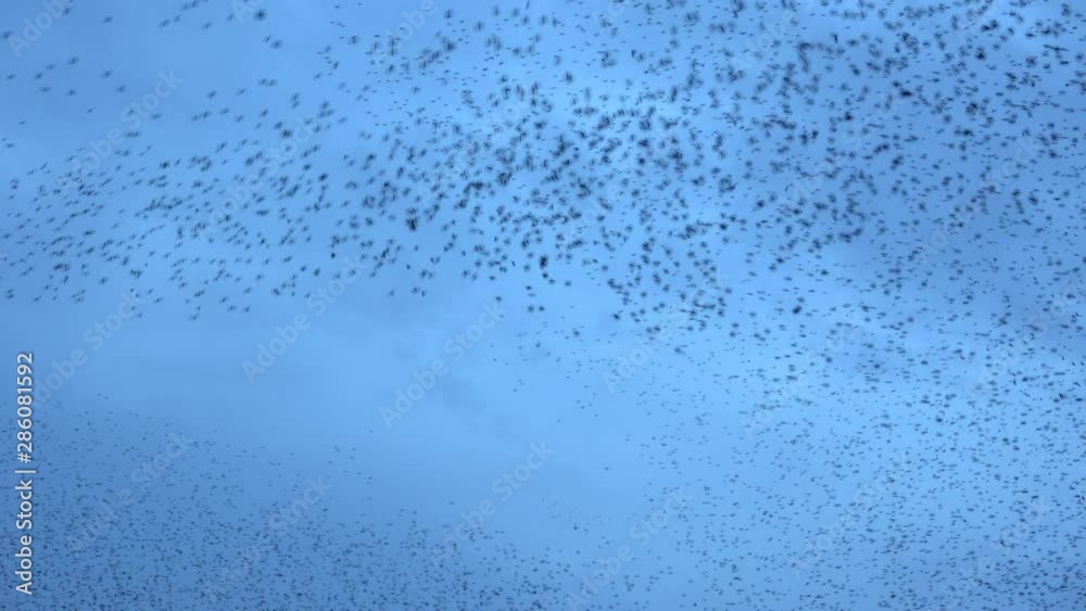 Flock of starlings dance in the winter sky, forming abstract shapes. Footage in 4k Flock of starlings dance in the winter sky, forming abstract shapes. Footage in 4k