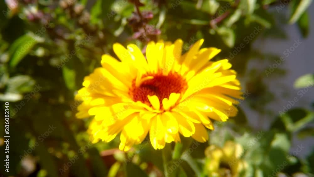 Common marigold, medicinal plant with flower Common marigold, medicinal plant with flower