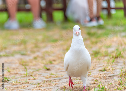 A beautiful white dove on the ground.