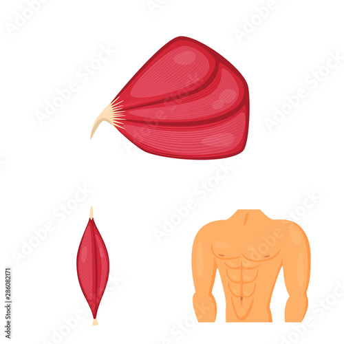 Vector illustration of muscle and cells logo. Set of muscle and anatomy vector icon for stock.