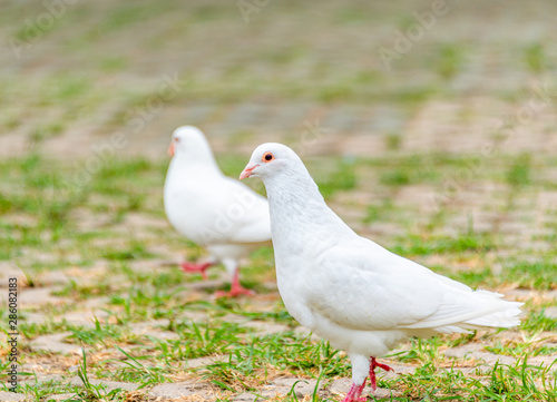 A beautiful white dove on the ground.