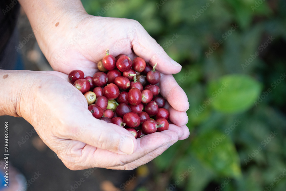 Fresh red coffee berries beans in coffee plantation.arabica coffee berries with agriculturist hands. Fresh red coffee berries beans in coffee plantation.arabica coffee berries with agriculturist hands.