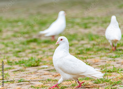 A beautiful white dove on the ground.