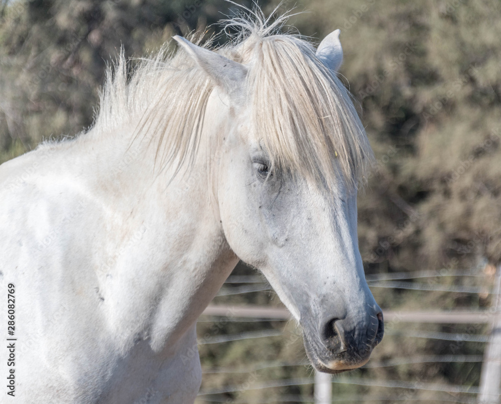 Obraz premium cheval de camargue