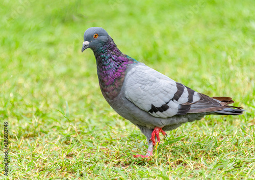 Beautiful grey doveon on the green grass