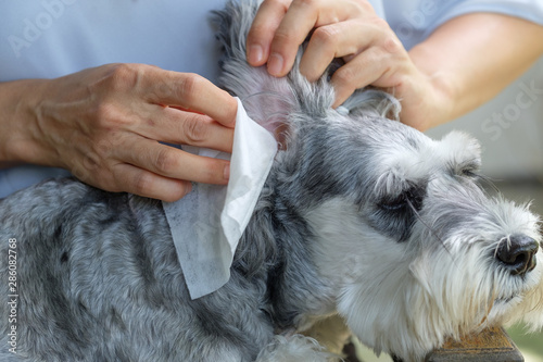 Schilderij op canvas schnauzer dog Wipe the ear