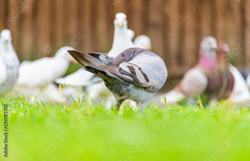 Beautiful grey doveon on the green grass