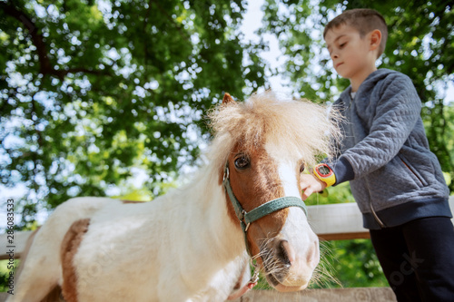 Caucasian boy grooming adorable white and brown pony horse. Sunny day on ranch concept.
