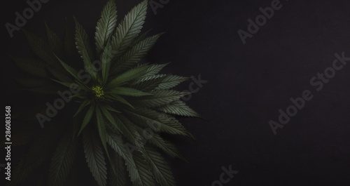 Bush of fresh marijuana on a dark black background.
