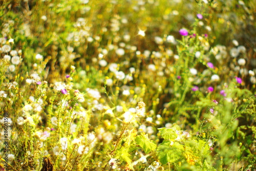 Fototapeta Naklejka Na Ścianę i Meble -   field of wild white dandelions in a field of beautiful grass on a green blurred summer bokeh background in the sun