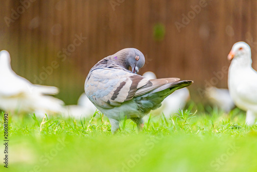 Beautiful grey doveon on the green grass