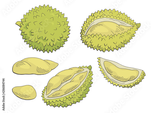 Durian fruit graphic color isolated sketch illustration vector