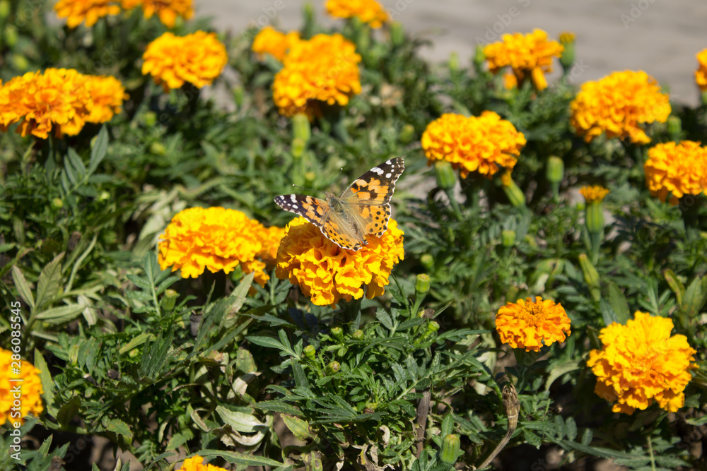 yellow flowers in garden yellow flowers in garden