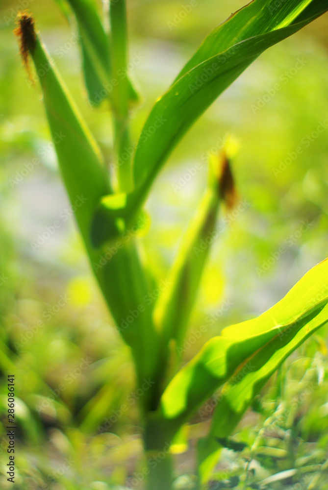 Fototapeta premium corn