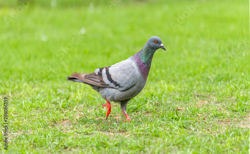 Beautiful grey doveon on the green grass