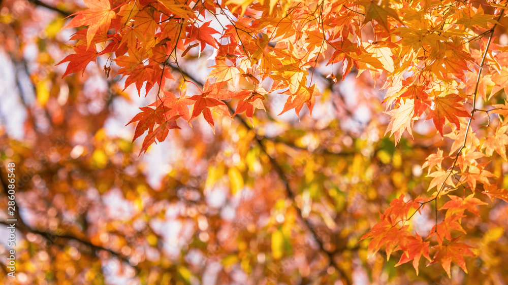 Beautiful maple leaves in autumn sunny day in foreground and blurry background in Kyushu, Japan. No people, close up, copy space, macro shot. Beautiful maple leaves in autumn sunny day in foreground and blurry background in Kyushu, Japan. No people, close up, copy space, macro shot.