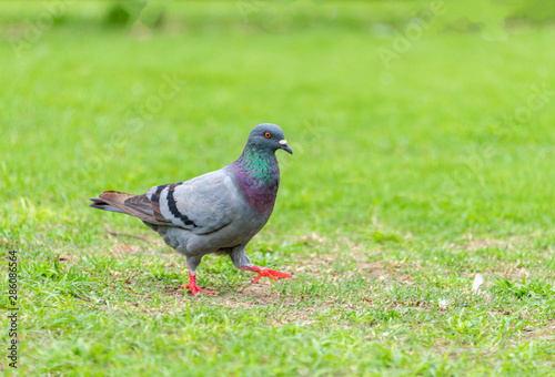 Beautiful grey doveon on the green grass