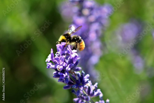 Bee on Lavendar © Matthew