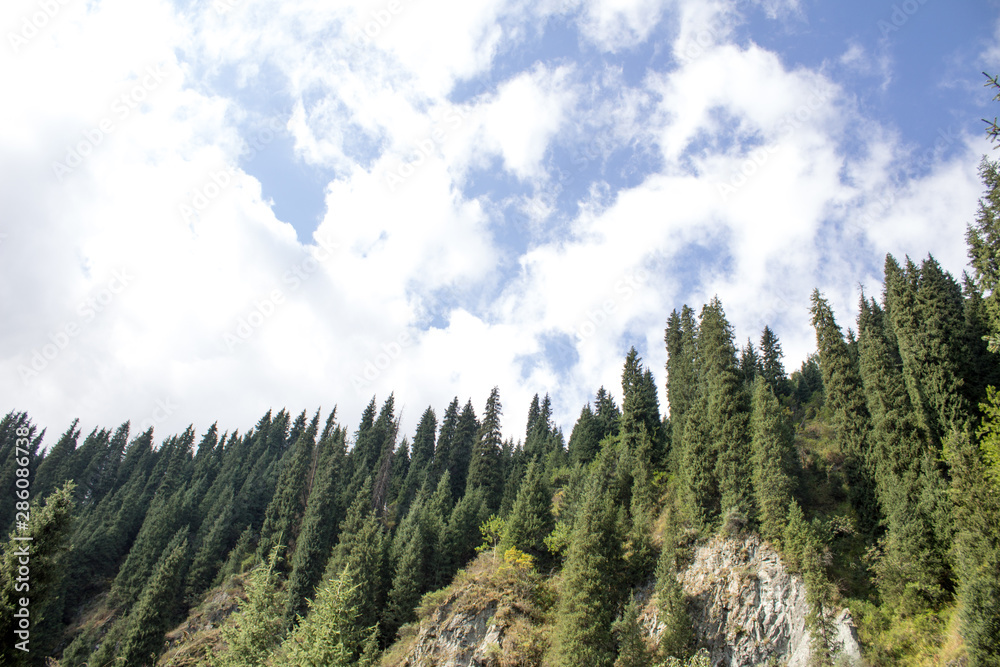 Obraz premium forest in the mountains