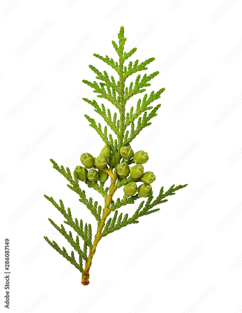 Fototapeta premium Twig of thuya with buds