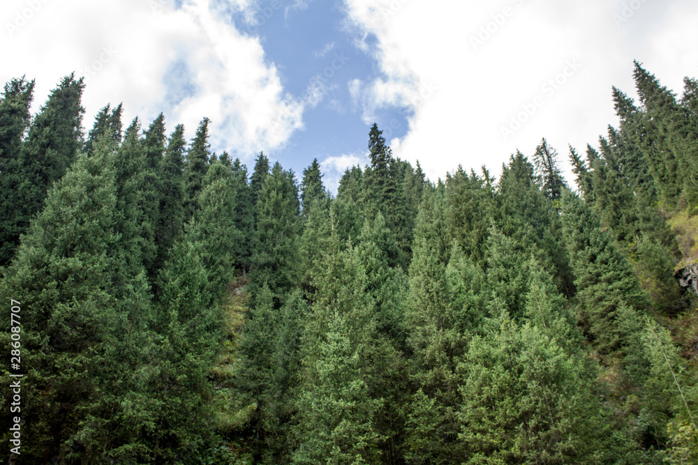 Obraz premium forest in the mountains