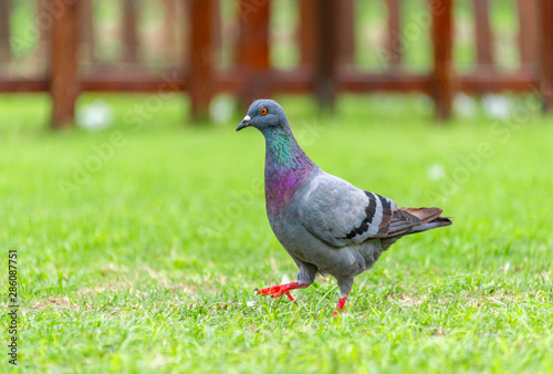 Beautiful grey doveon on the green grass