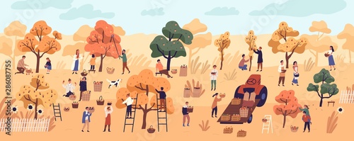 Smiling people gathering fruits in orchard or at farm. Cute happy young men and women picking apples in garden. Autumn harvest, seasonal agricultural work. Flat cartoon colorful vector illustration.