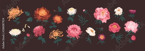 Fotografia Bundle of blooming peonies and chrysanthemums isolated on black background