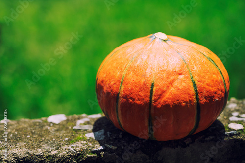 Pumpkin on the wall with natural green background