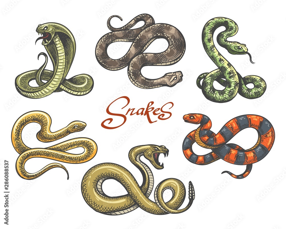Obraz premium Snake tattoo set