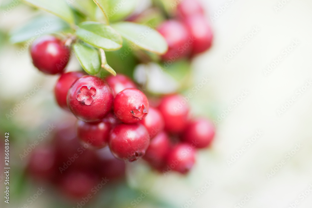 Healthy red lingonberries on light background Healthy red lingonberries on light background