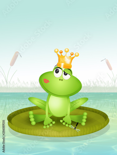 frog on waterlily in the pond