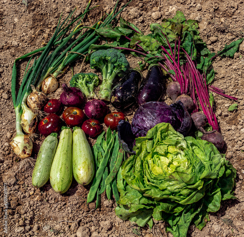 verduras frescas, saludables, energéticas. cebolla, brócoli, pimientos, tomates, berenjenas, remolachas, judías, coles. verduras sobre la tierra.