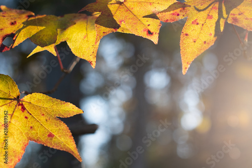 Golden light filters through autumn leaves with bokeh background in the forest  GOLDEN IS THE LIGHT 
