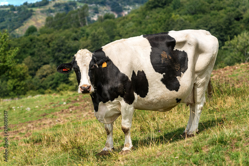 Curious dairy cow - White and black heifer looking at camera on a green pasture in mountain, Italian Alps, Europe