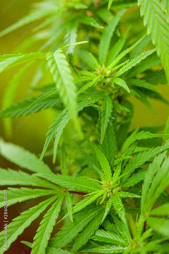 Cannabis bush close up. Drugs or medical marijuana. Cannabis bush close up. Drugs or medical marijuana.
