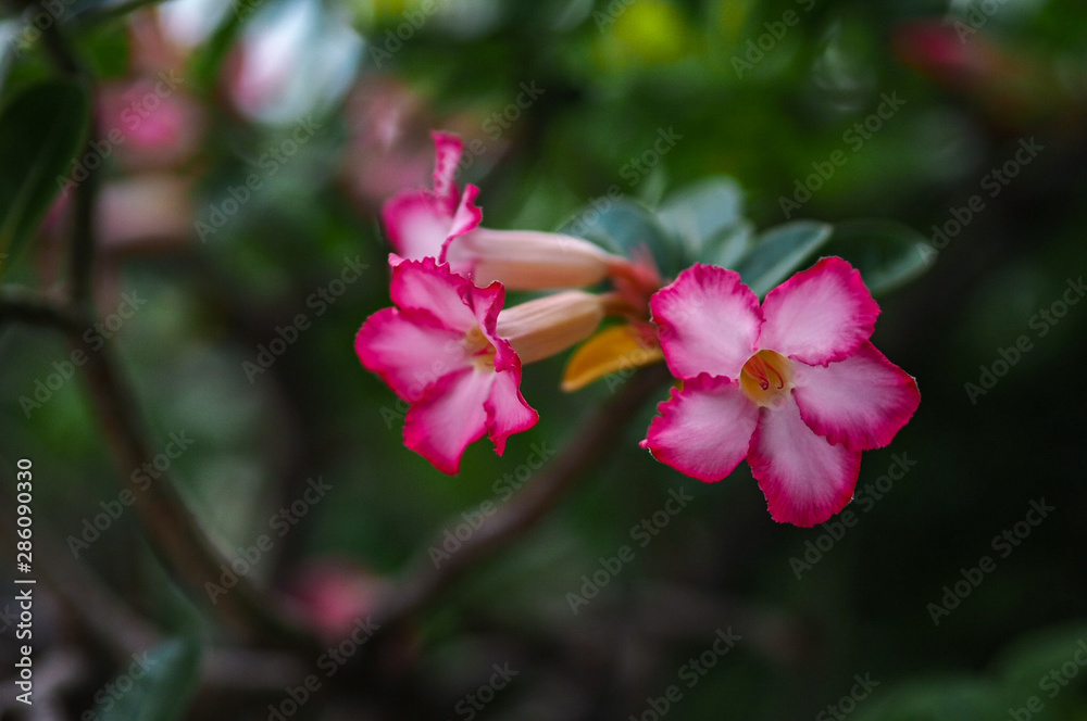 Pink adenium (Desert rose) flowers with blur green leaves background. Pink adenium (Desert rose) flowers with blur green leaves background.